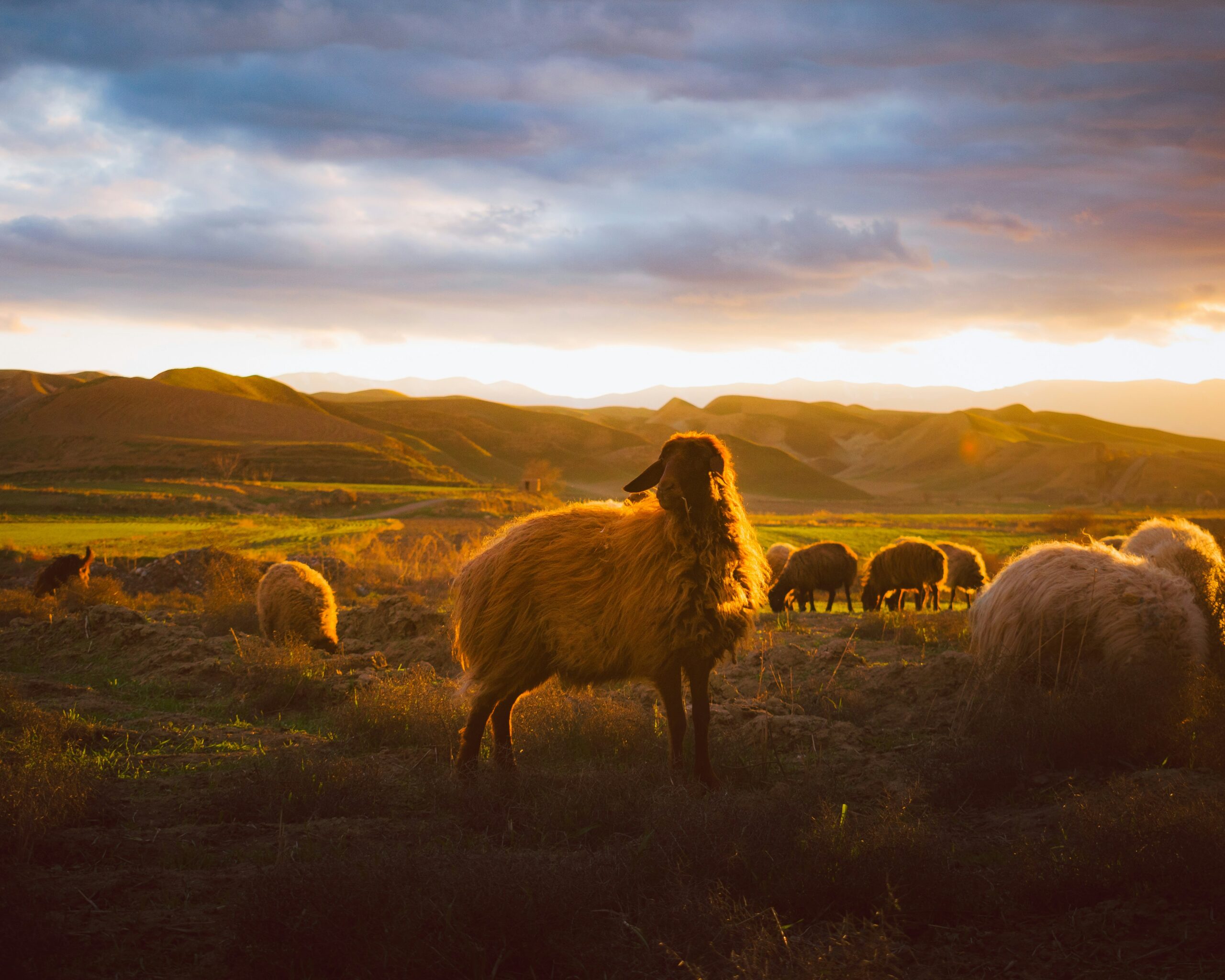 The Shepherd Who Carries You Home